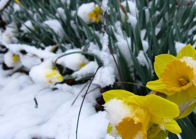 Early snowmelt risk: Photo of daffodils amid late-winter snow in West Virginia
