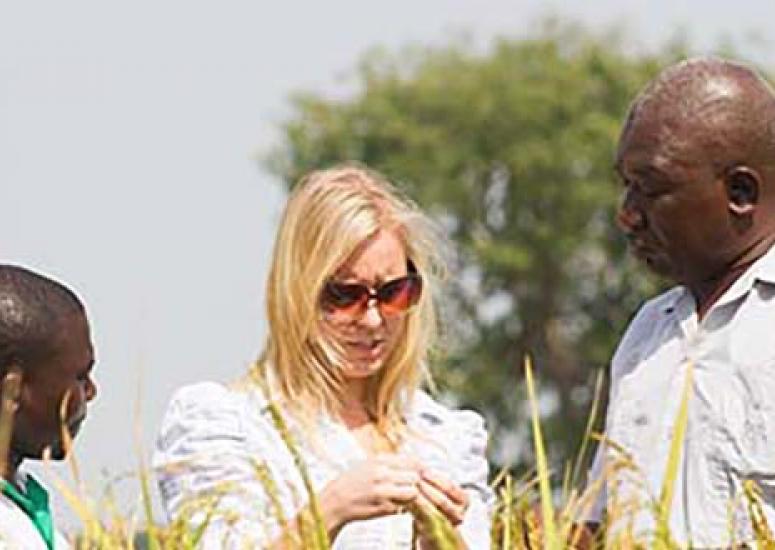 Ignitia chief executive and 2 farmers inspecting rice in northern Ghana