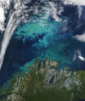 NASA satellite image showing phytoplankton bloom