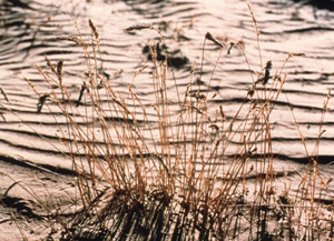 Tallgrass in a drought-stricken field