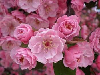 Japanese cherry blossoms