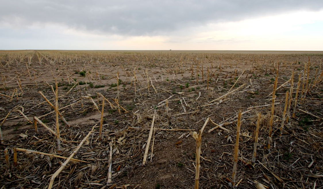 Cornfields in drought-stricken northeast Colorado