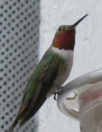 Broad-tailed hummingbird