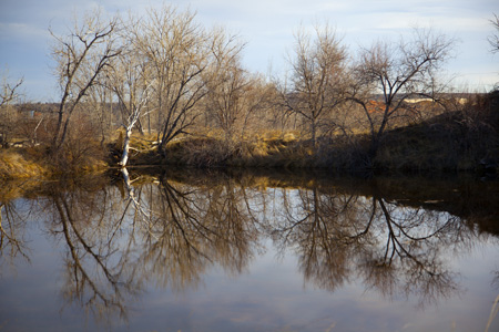 Bare trees reflected onto a lake at Sawhill Ponds, Boulder County, Colorado