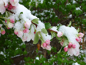 Light snow on tree buds and leaves in Boulder, April 3, 2012