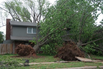 Uprooted trees in Norman, OK, after tornado on April 13, 2012