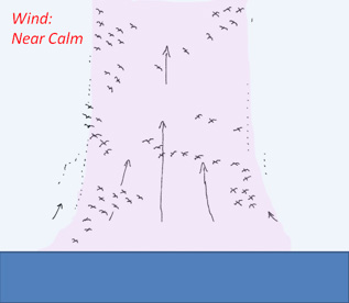 Figure 2: Sketch of gulls soaring in a thermal at low wind speeds