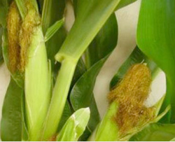 Stock image of corn