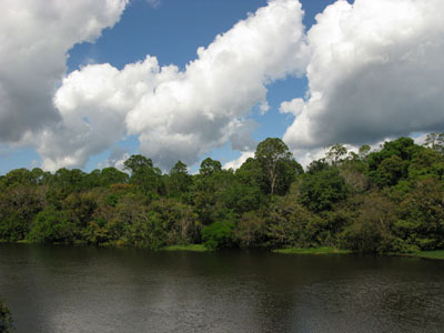 Amazon River scene