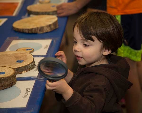 Tree ring